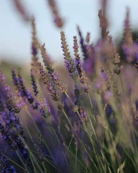 Lavender Phone Wallpaper · petals · 1440×1800