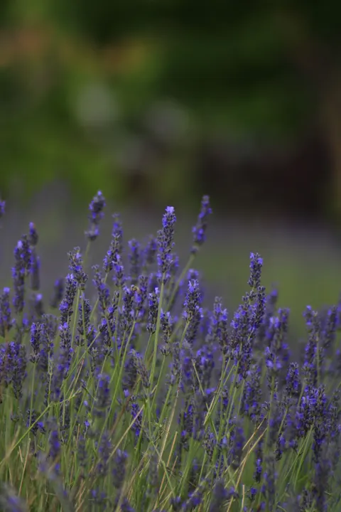 Lavender Phone Wallpaper · petals · 1440×2160