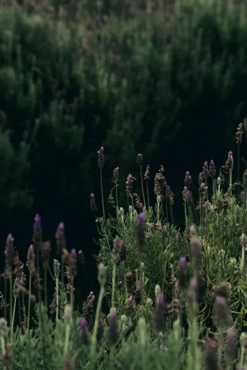 Lavender Phone Wallpaper · petals · 1440×2159