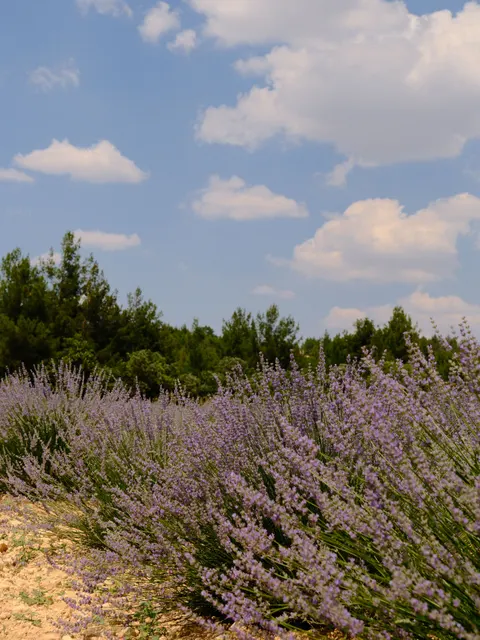 Lavender Phone Wallpaper · petals · 1440×1919