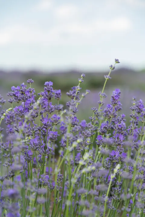Lavender Phone Wallpaper · petals · 1440×2160