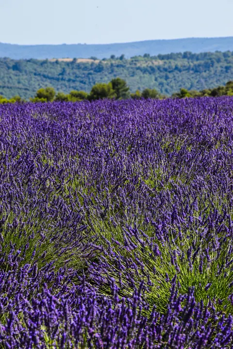 Lavender Phone Wallpaper · petals · 1440×2160