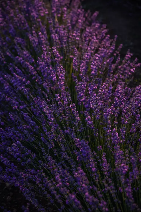 Lavender Phone Wallpaper · petals · 1440×2160