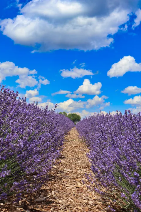Lavender Phone Wallpaper · petals · 1440×2160