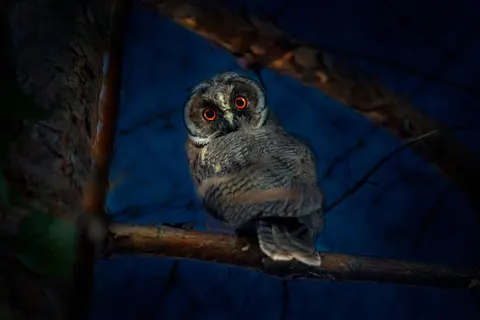 Fondo de pantalla Búho 4K · animals · 3840×2560
