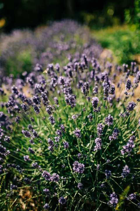 Lavender Phone Wallpaper · petals · 1440×2160