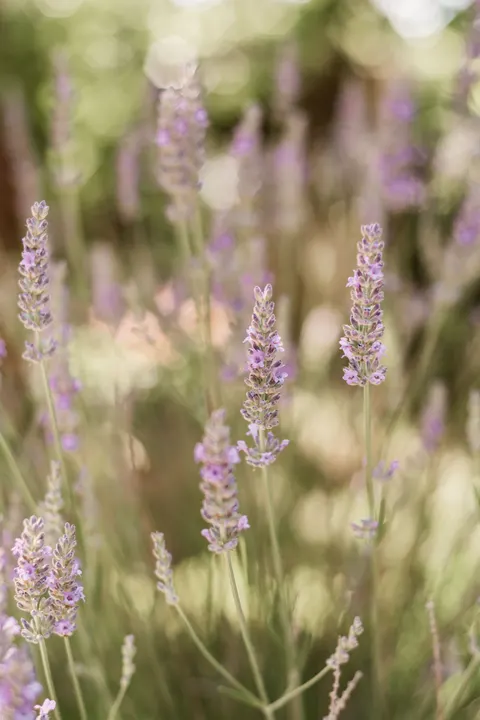Lavender Phone Wallpaper · petals · 1440×2160