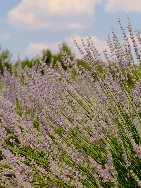 Lavender Phone Wallpaper · petals · 1440×1919