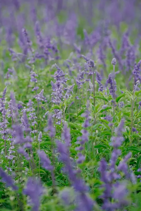 Lavender Phone Wallpaper · petals · 1440×2160