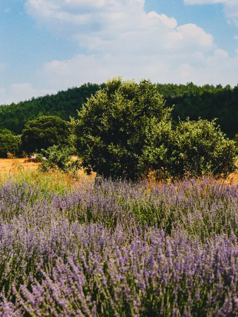 Lavender Phone Wallpaper · petals · 1440×1919