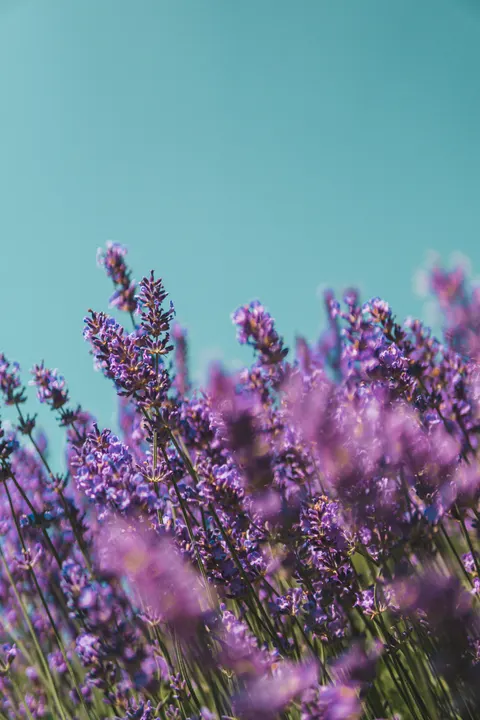 Lavender Phone Wallpaper · petals · 1440×2160