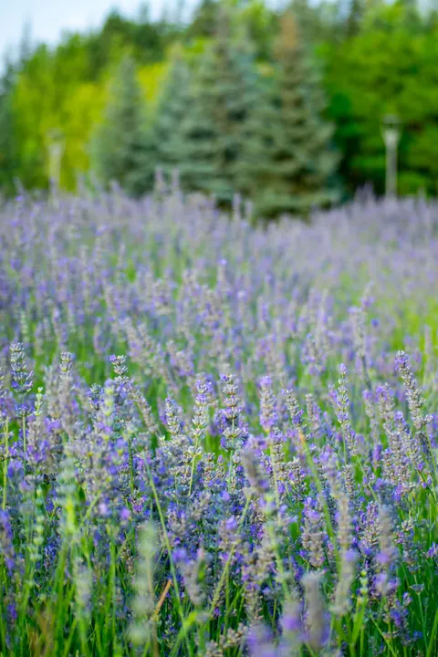 Lavender Phone Wallpaper · petals · 1440×2160
