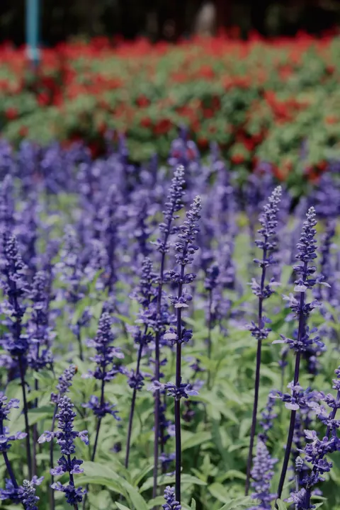 Lavender Phone Wallpaper · petals · 1440×2160