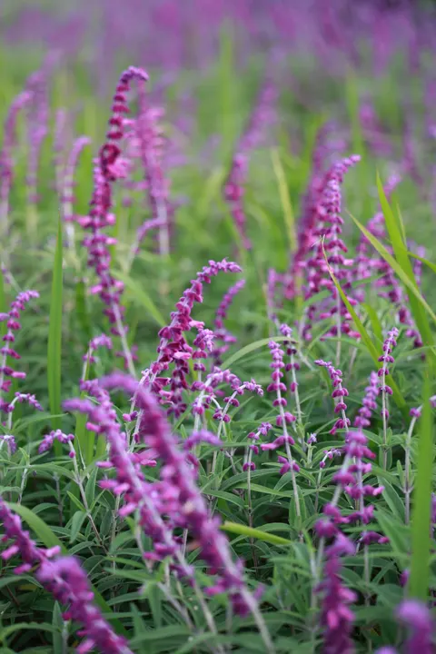 Lavender Phone Wallpaper · petals · 1440×2160