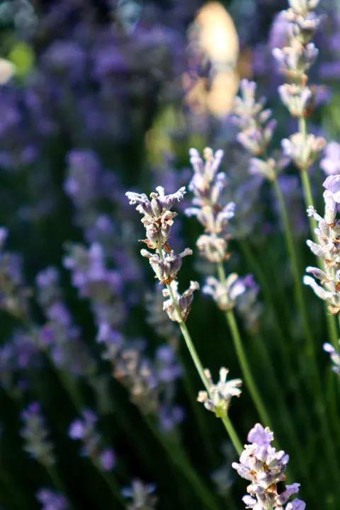 Lavender Phone Wallpaper · petals · 1440×2160