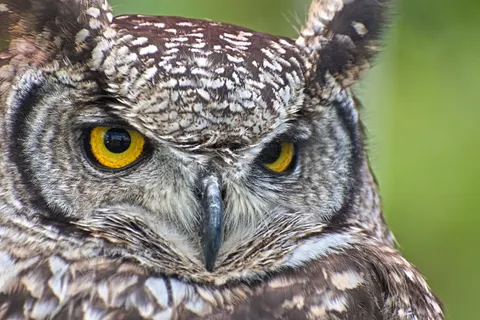 Baykuş 4K Duvar Kağıdı · animals · 3840×2562