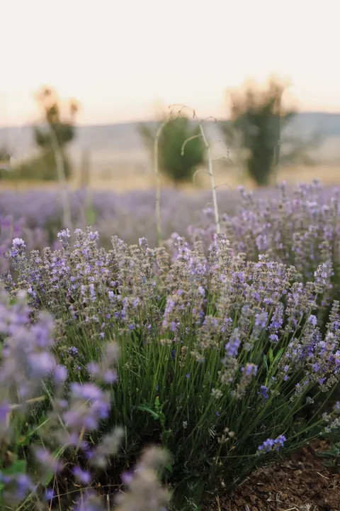 Lavender Phone Wallpaper · petals · 1440×2160