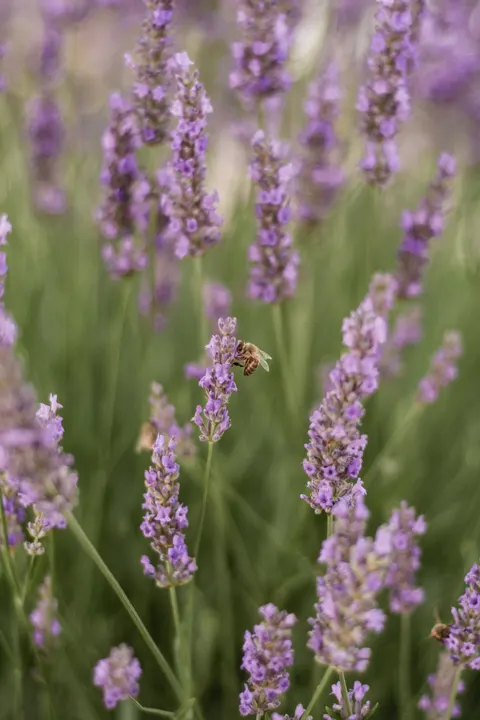 Lavender Phone Wallpaper · petals · 1440×2160