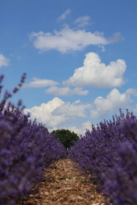Lavender Phone Wallpaper · petals · 1440×2160