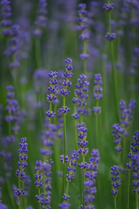 Lavender Phone Wallpaper · petals · 1440×2160