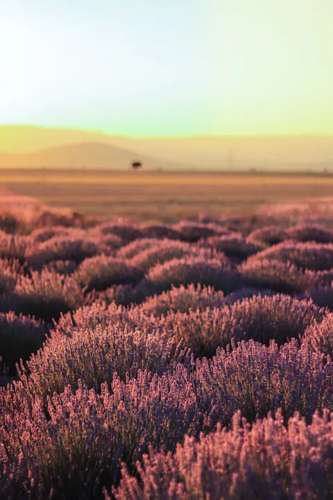Lavender Phone Wallpaper · petals · 1440×2160
