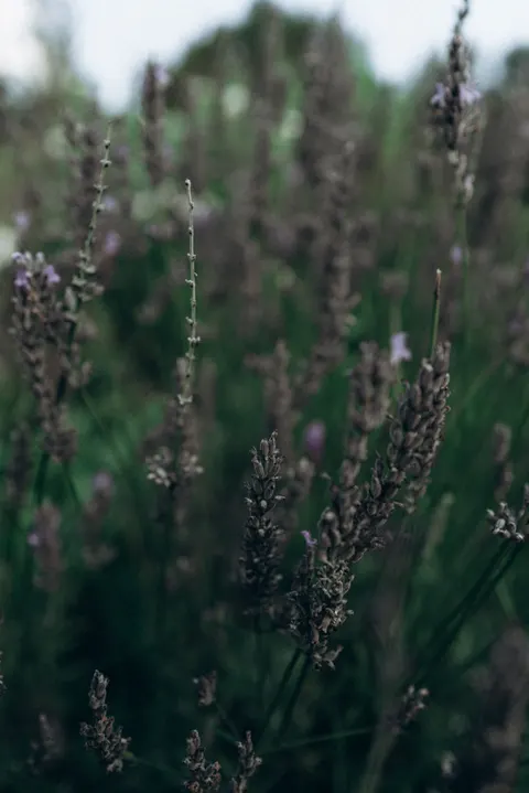 Hoa Lavender Hình Nền Điện Thoại · petals · 1440×2158