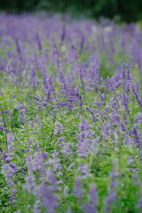 Lavender Phone Wallpaper · petals · 1440×2160