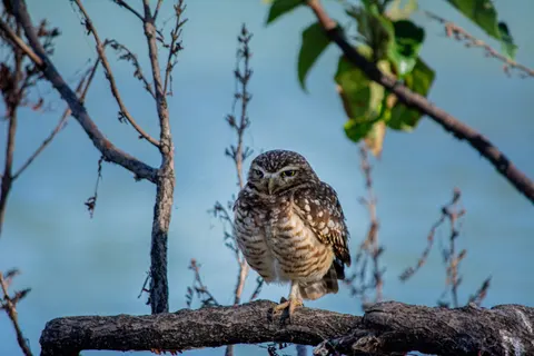Wallpaper Burung Hantu 4K · animals · 3840×2560