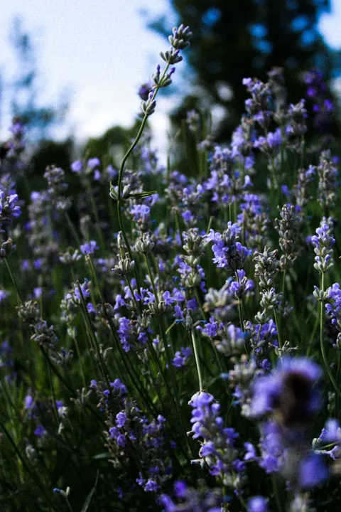 Lavender Phone Wallpaper · petals · 1440×2160