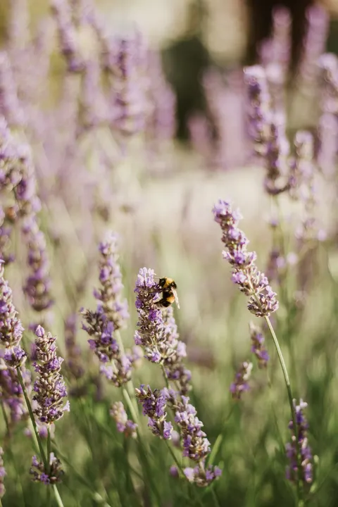 Lavender Phone Wallpaper · petals · 1440×2160