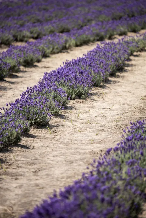 Lavender Phone Wallpaper · petals · 1440×2142