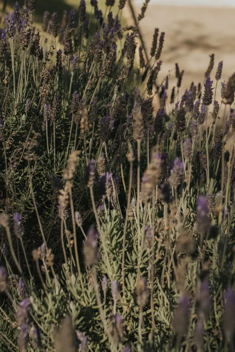 Hoa Lavender Hình Nền Điện Thoại · petals · 1440×2160