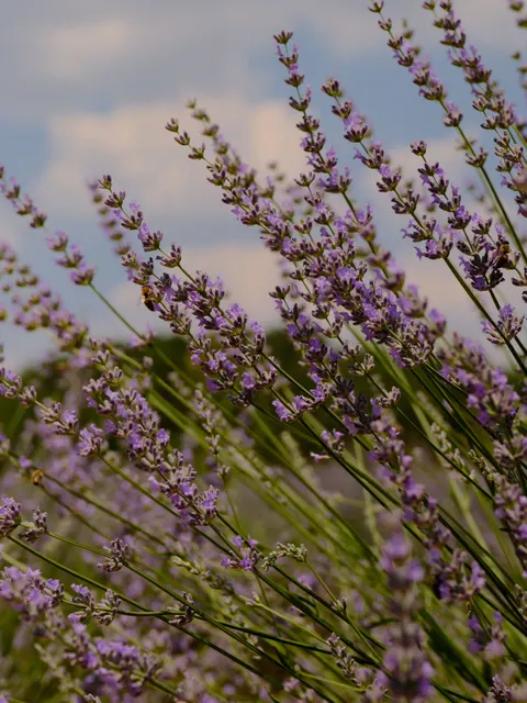 Lavender Phone Wallpaper · petals · 1440×1919