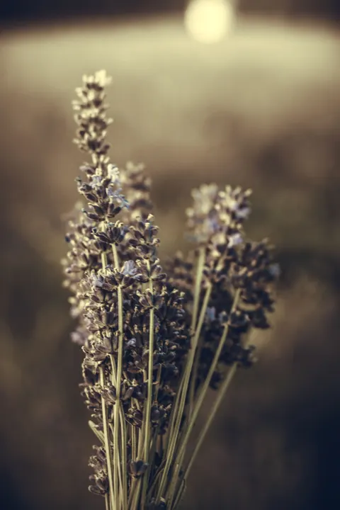 Lavender Phone Wallpaper · petals · 1440×2160