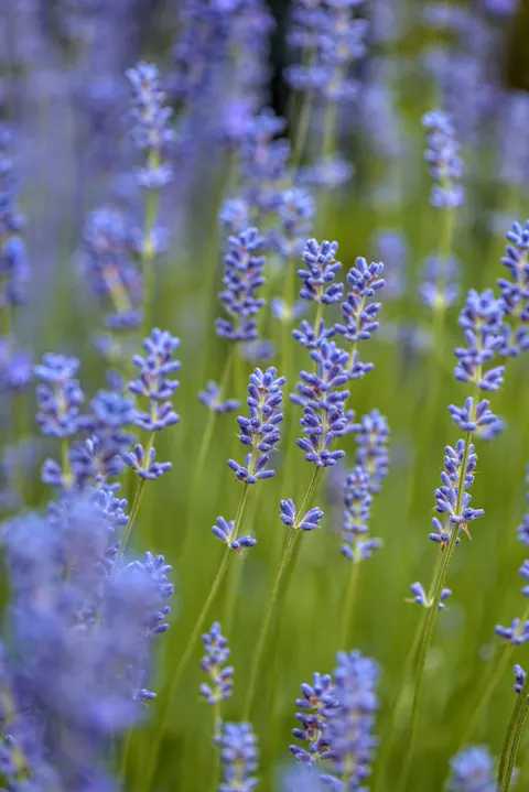 Lavender Phone Wallpaper · petals · 1440×2157