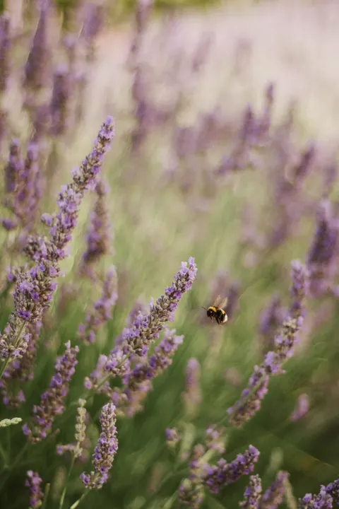 Lavender Phone Wallpaper · petals · 1440×2160