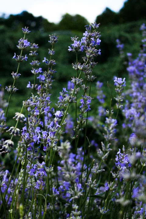 Lavender Phone Wallpaper · petals · 1440×2160