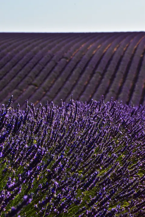 Lavender Phone Wallpaper · petals · 1440×2160