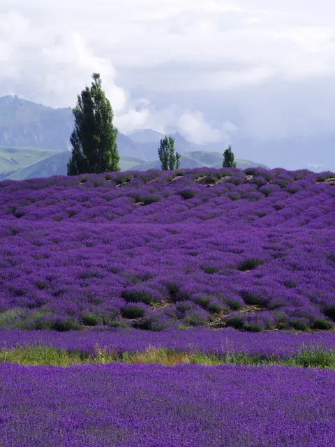 Lavender Phone Wallpaper · petals · 1440×1920