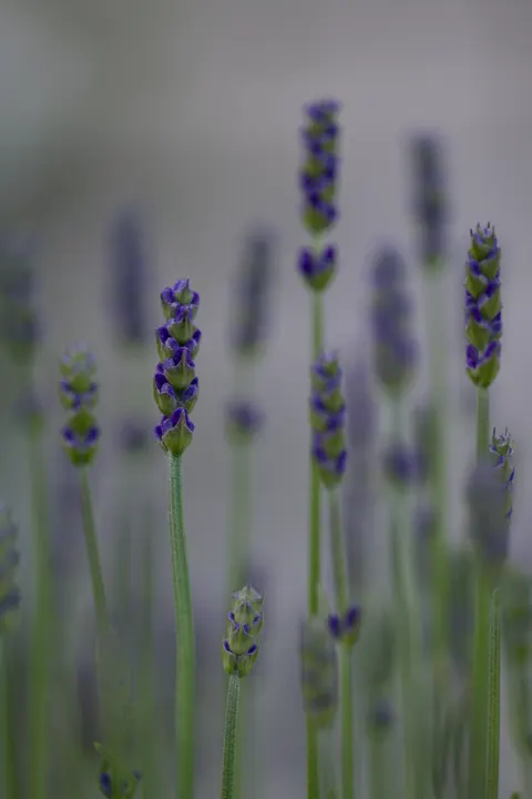 Lavender Phone Wallpaper · petals · 1440×2160