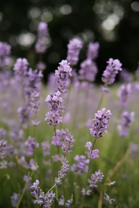 Lavender Phone Wallpaper · petals · 1440×2160