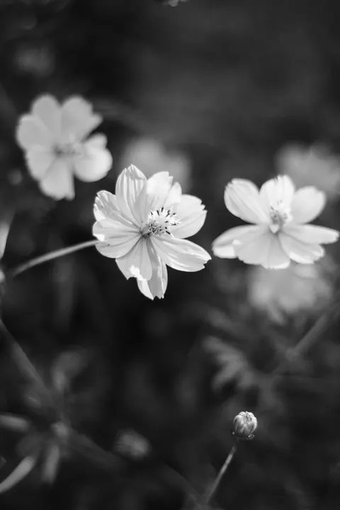 White Blooms Phone Wallpaper · petals · 1440×2160