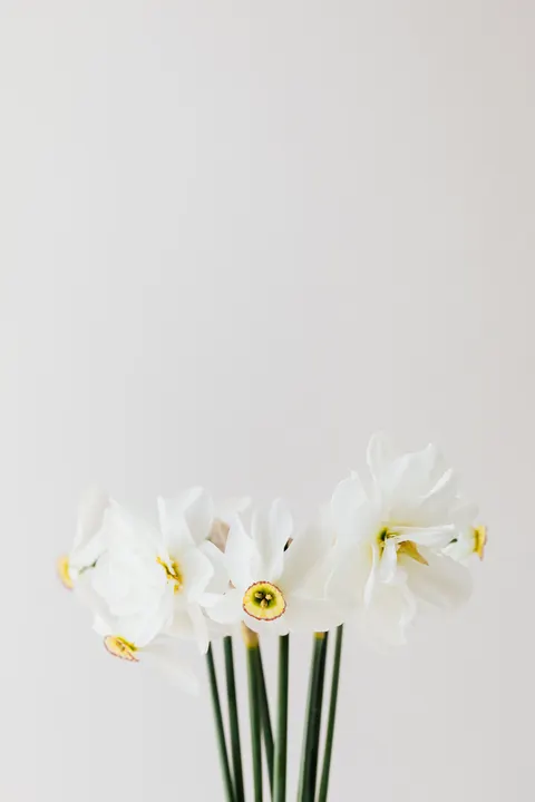 White Blooms Phone Wallpaper · petals · 1440×2160