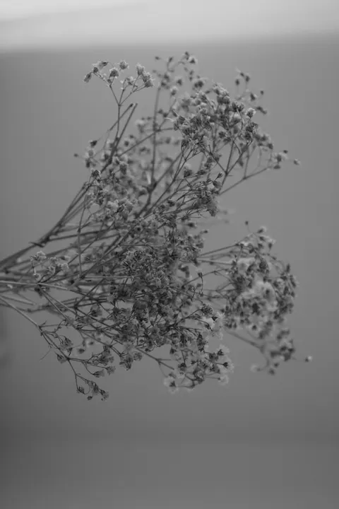 White Blooms Phone Wallpaper · petals · 1440×2160