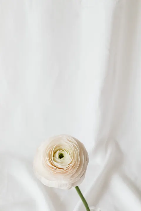 White Blooms Phone Wallpaper · petals · 1440×2160