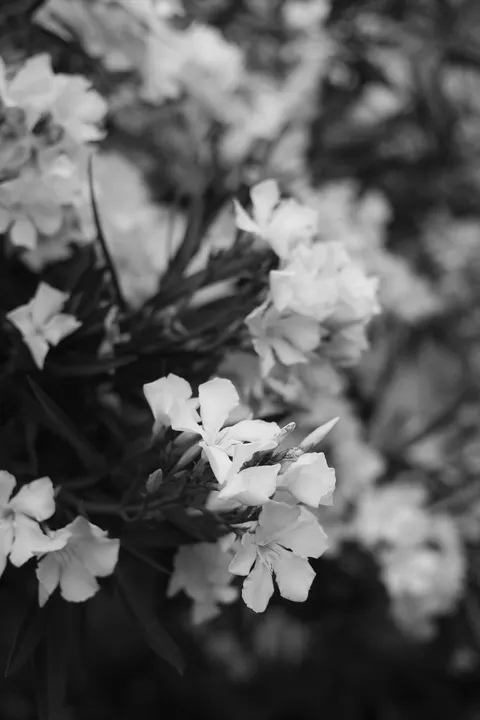 White Blooms Phone Wallpaper · petals · 1440×2160