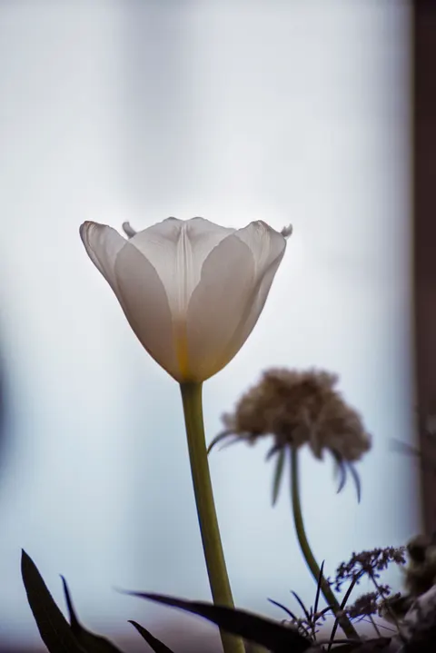 White Blooms Phone Wallpaper · petals · 1440×2158