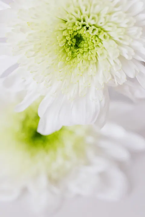 Fond d'écran mobile Fleurs Blanches · petals · 1440×2160