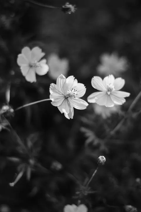 White Blooms Phone Wallpaper · petals · 1440×2160