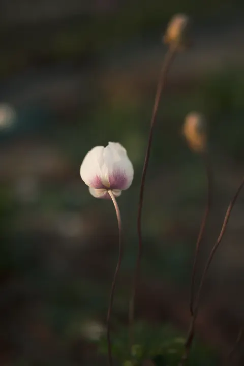 White Blooms Phone Wallpaper · petals · 1440×2160